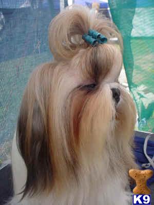 AKC CH-Sired Shih Tzu for Stud