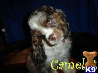 Merlevalous King of Camelot