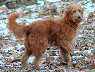 Fully trained female goldendoodle