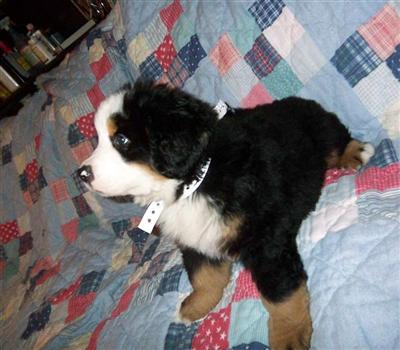 Bernese Puppies Ready in December