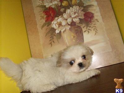 Female White pekingese