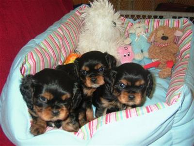 BEAUTIFUL AKC CKCS PUPPIES