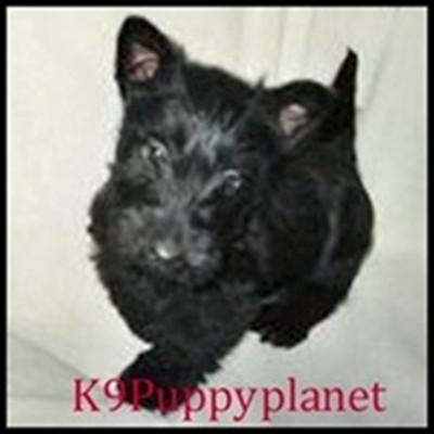 AKC Scottish terriers wheaten black brindle