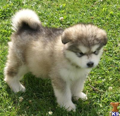 Giant Alaskan Malamutes