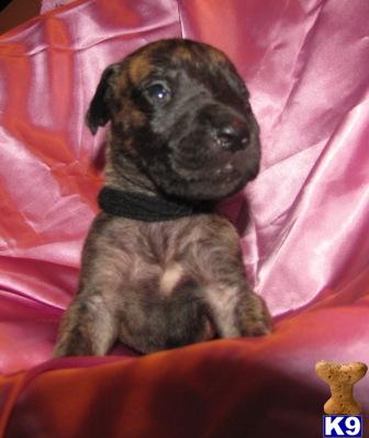 AKC Brindle girl Small White Spot