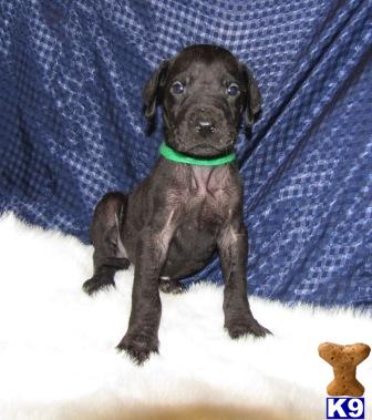 AKC Nice Solid Black Male