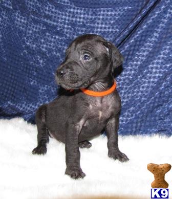 AKC Black Male Very Little White