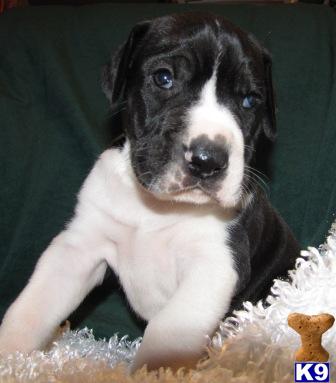 AKC Mantle Male Very big baby
