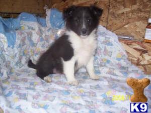 AKC Newborn  Sheltie puppies