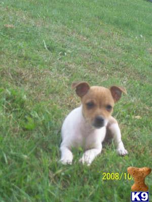 UKCI tan/wht Large toy male = 100