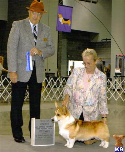 CH SIRED MALE PUPS