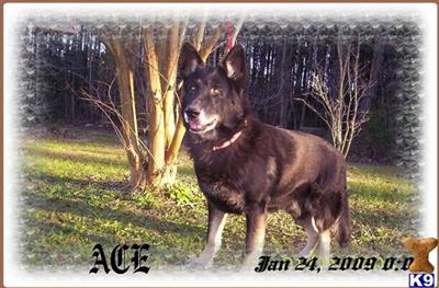 Champion German Line Puppies At Great Prices