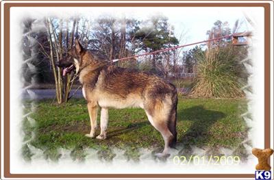  Champion line German Shepherds For a Fantastic Price