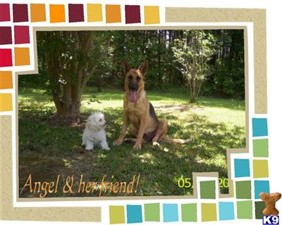 Champion Line German Shepherds