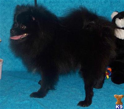 Beautiful Coat Pomeranian