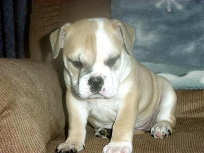 AKC ENGLISH BULLDOG PUPPY
