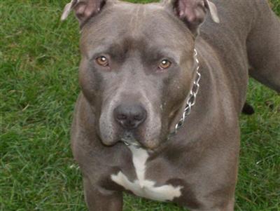 Ultimate super  Muscular  XXlL breed for show and family nyc look ship worldwide