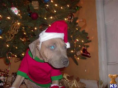 xxl big blue breed for show and home NYC ship worldwide