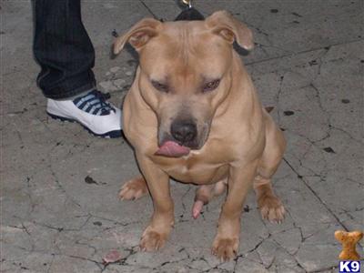XXlL breed for show and family xmas new york city look ship worldwide