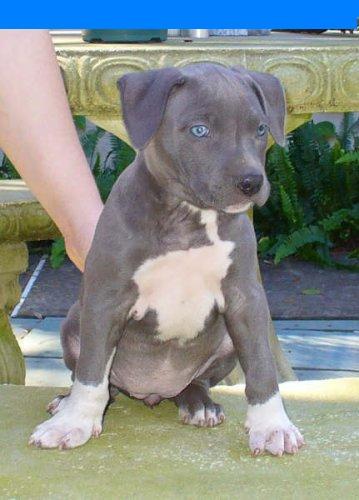 Champion breed blue nose puppies breed for family and show