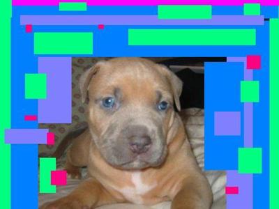 Championship bluenose pitbull puppies