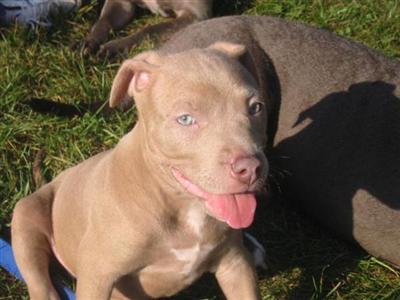 Top self take a look breed for show and family