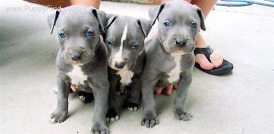 breed for family and show bluenose pitbull