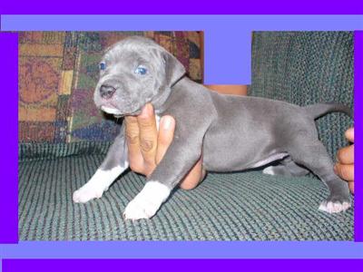 breed for show and family