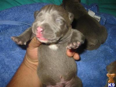 christmas XXXL breed for show and family nyc look ship worldwide
