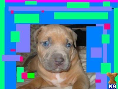 XXXL breed for show and family xmas new york city look ship worldwide