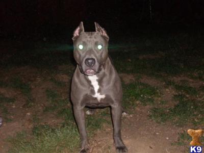 XXXL breed for show and family xmas new york city look ship worldwide