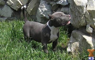 XXXL breed for show and family xmas new york city look ship worldwide