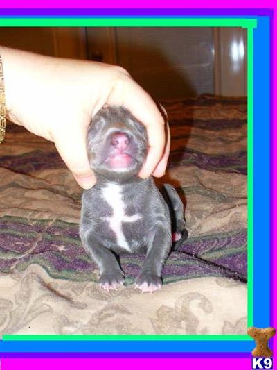 xmas readyXXXL BREED FOR SHOW AND FAMILY