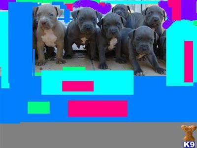 XXXL breed for show and family xmas new york city look ship worldwide