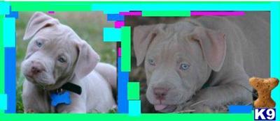 chrismas time ready XXXL BREED FOR SHOW AND FAMILY