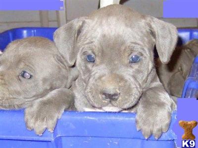BREED FOR FAMILY AND SHOW NYC SHIP WORLD WIDE