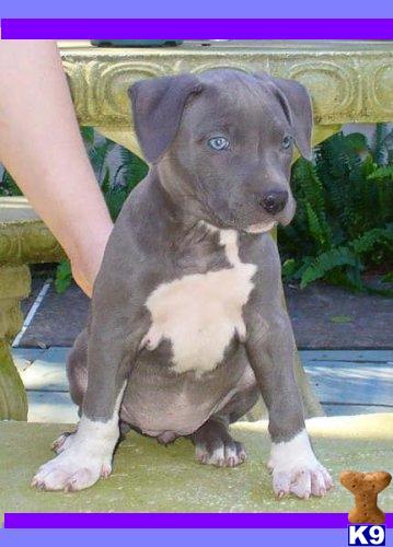 BREED FOR SHOW AND FAMILY NYC BREED SHIP WORLDWIDE