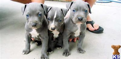 XXlL breed for show and family xmas new york city look ship worldwide