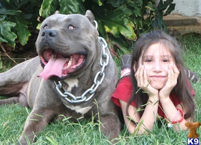 xmas readyXXXL BREED FOR SHOW AND FAMILY
