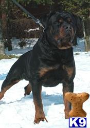 CHAMPION, IPO, IMPORT mom Candidate for Int. CH. sire--BIG, BEAUTIFUL pups