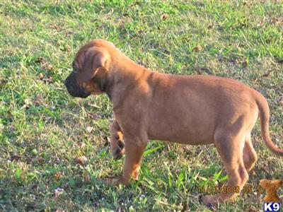 REDMAN BULLMASTIFF