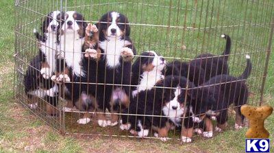 AKC Bernese Mountain Dog puppies in Pennsylvania