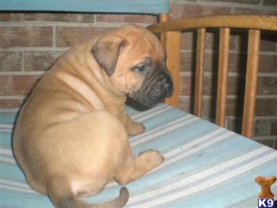 AKC Bullmastiff Babies