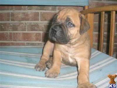 AKC Bullmastiff Babies