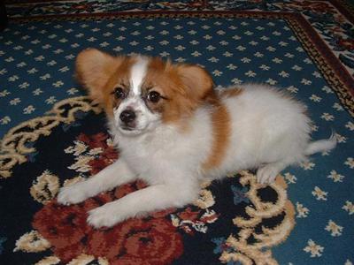 Complete dispersal of 24 adult breeding stock Papillons