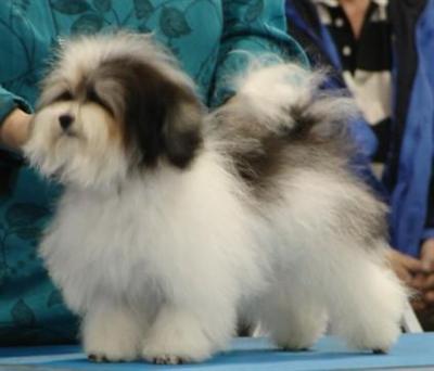 CH Los Perritos A little Dabll DOYA  BamBam