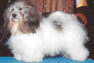 AKC/CAN CH Fairways Prince Of Thieves   -  Robin