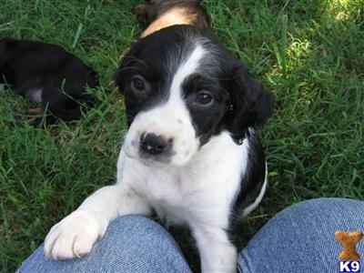 Havencrestgundogs Brittany Pups