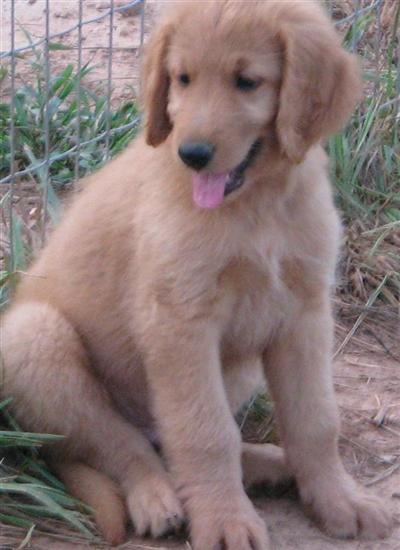 Goldendoodles of Heartlightcompanions