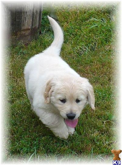 Hearts of Gold male Pup